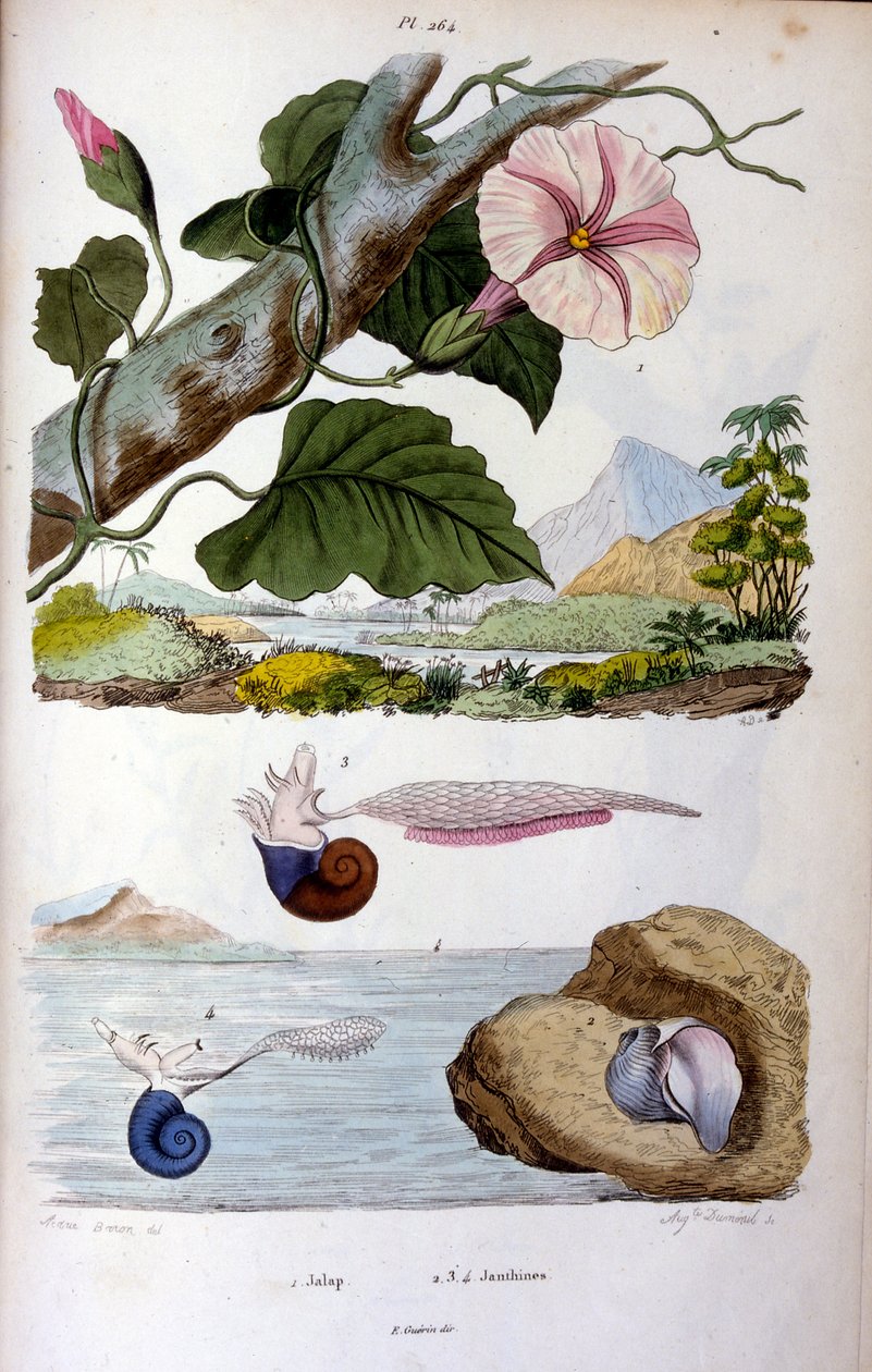 Water Snail by Felix-Edouard Guerin