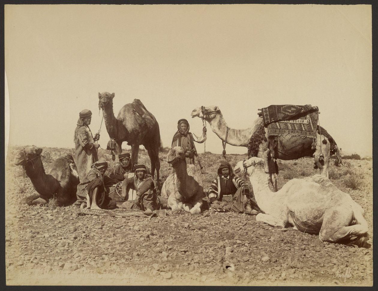 Camel Drivers