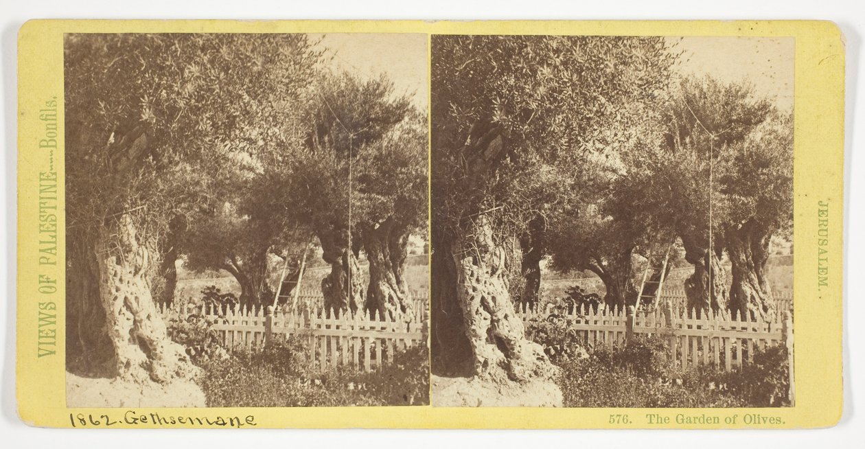 The Garden of Olives, Jerusalem, No. 576 from the series "Views of Palestine" by Félix Bonfils