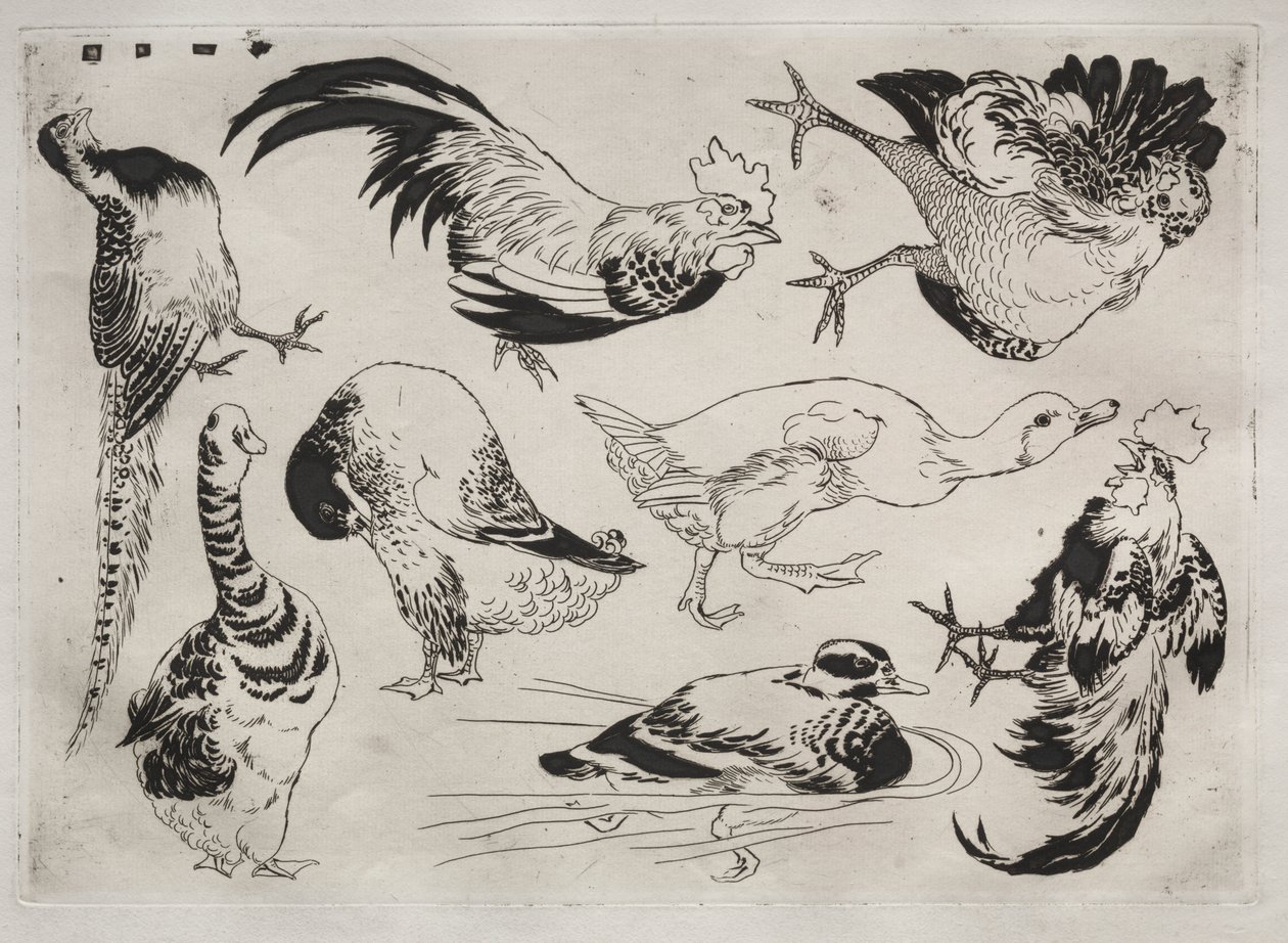 Dinner Service (Rousseau service): Roosters, Ducks, etc. (no. 13) by Felix Bracquemond