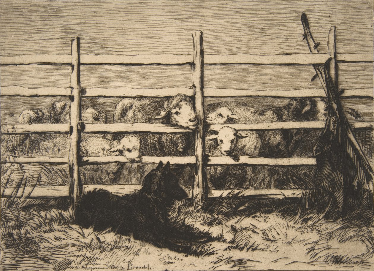Sheep in a Pen, 1856 by Felix Bracquemond
