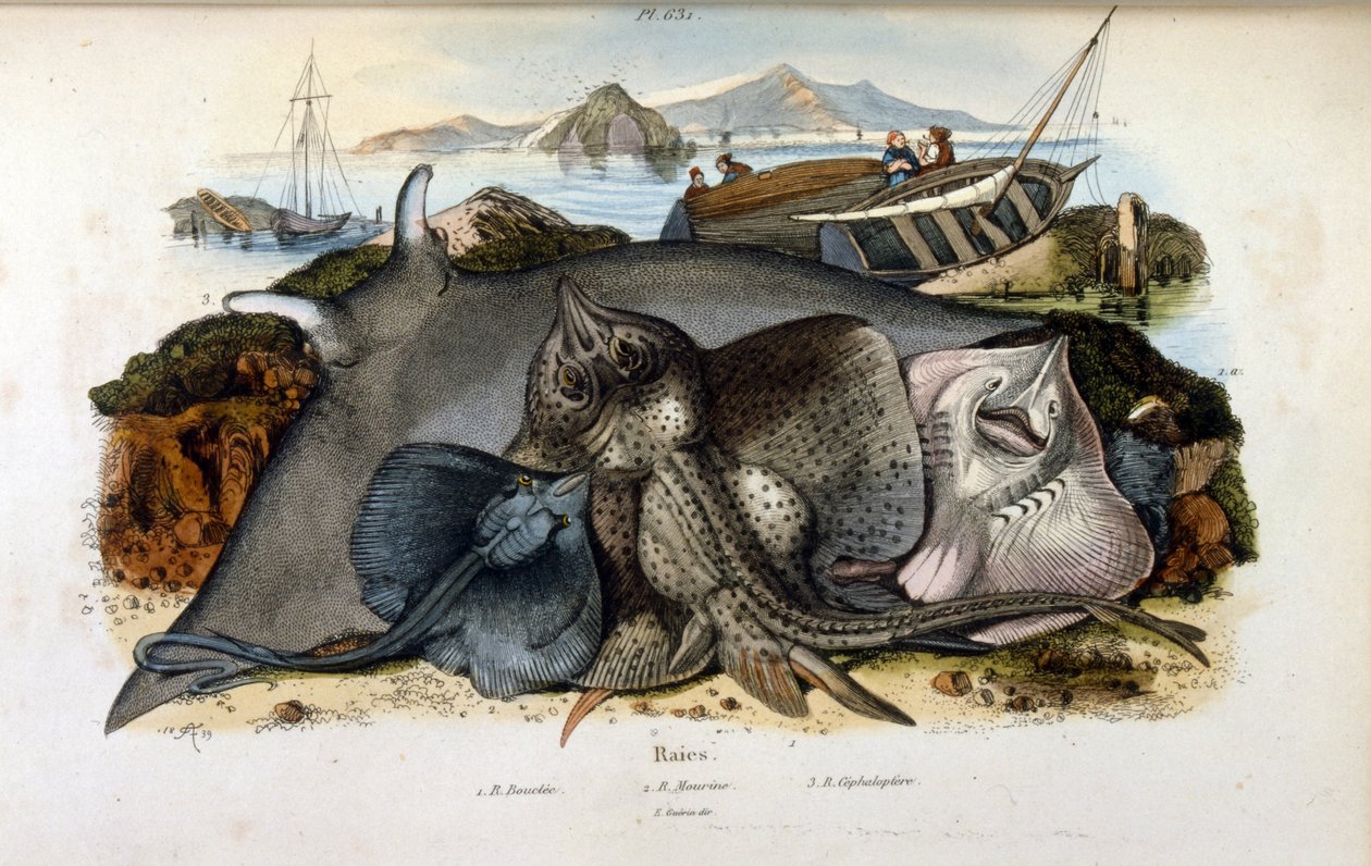 Illustration of Manta Ray fish by Felix-Edouard Guerin