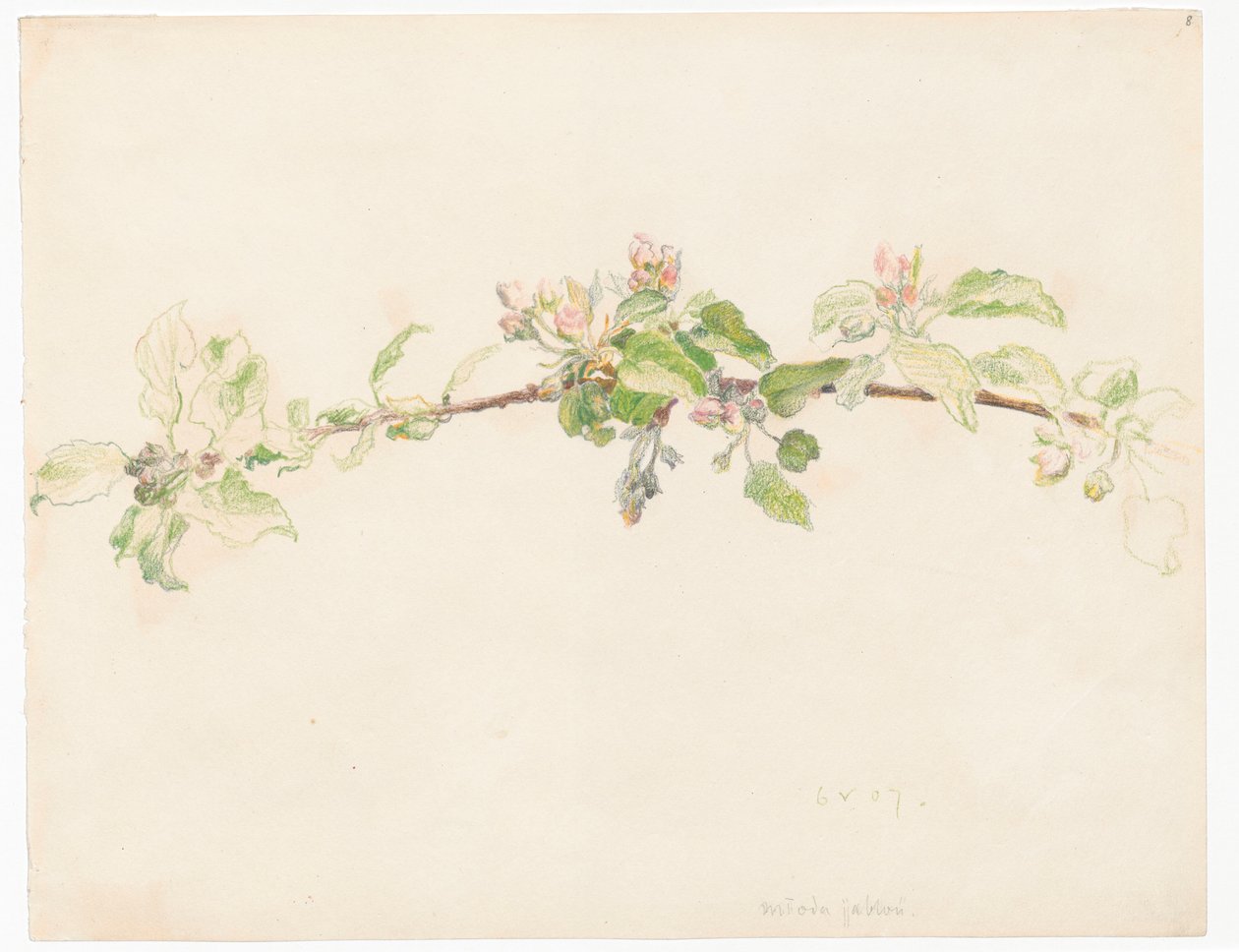 Branch of a Flowering Apple Tree by Ferdynand Ruszczyc