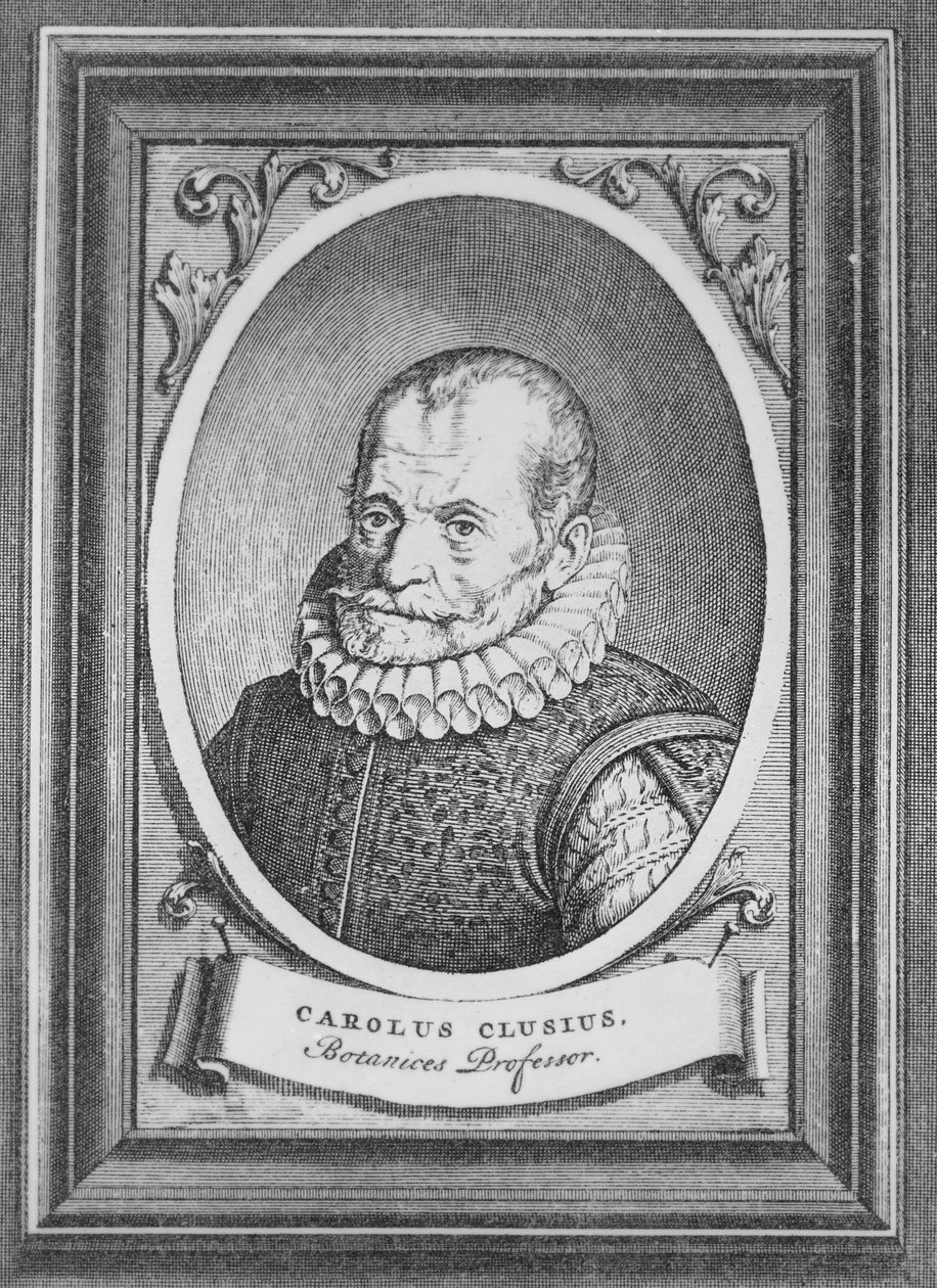 Carolus Clusius by Flemish School