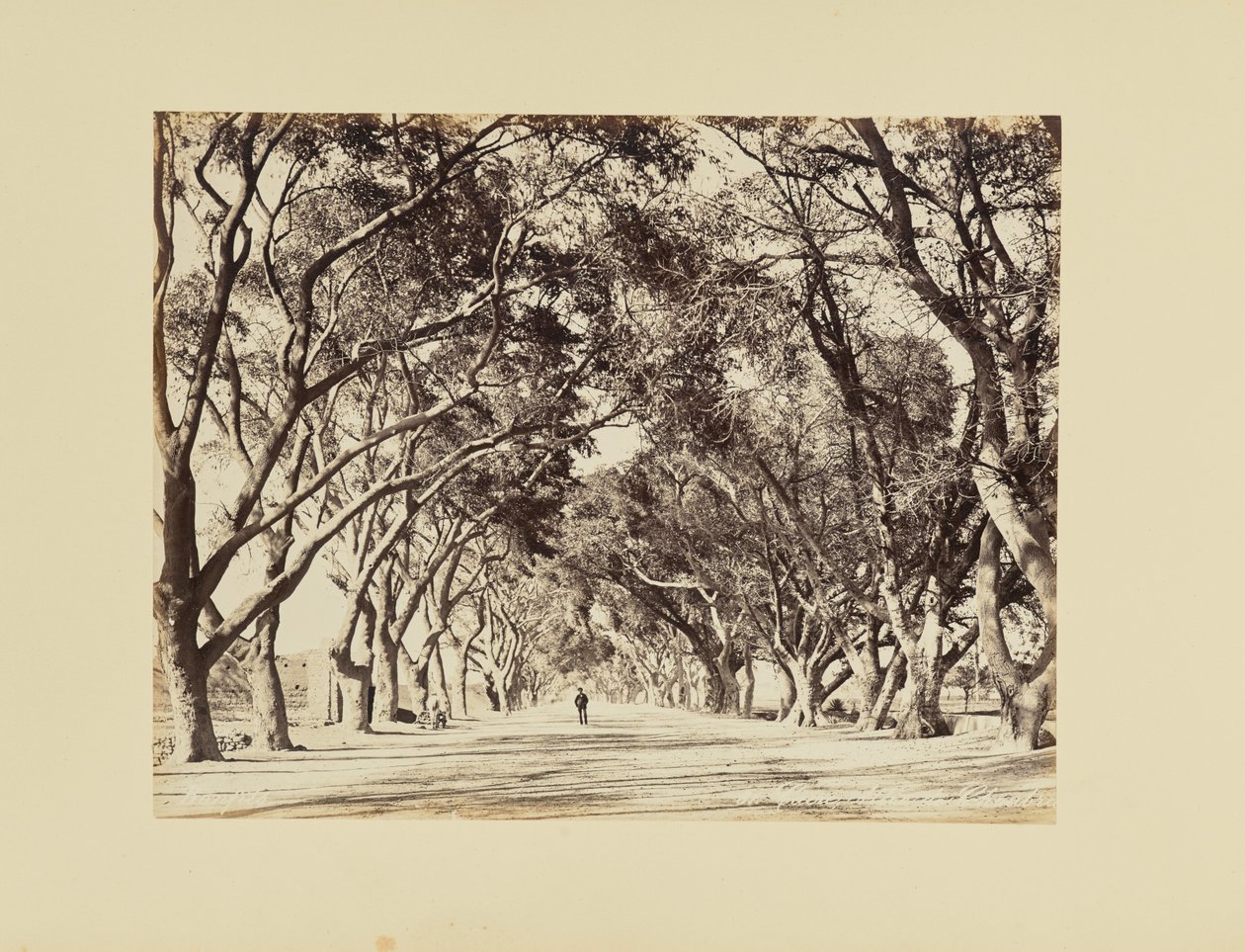 Cairo, Alley of Shoubra by Félix Bonfils