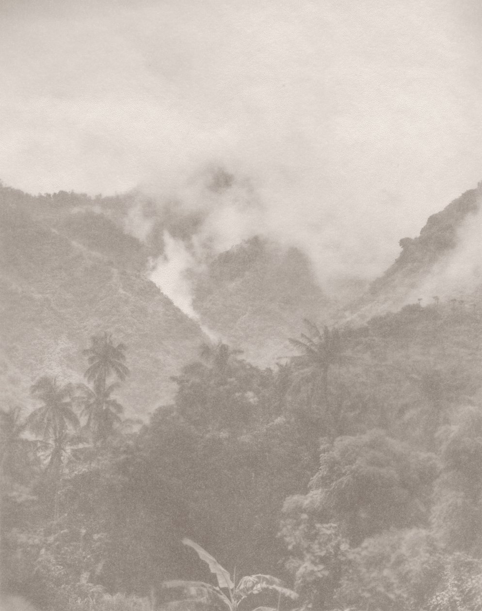 Foggy Jungle 3, 2024 by Florent Bodart
