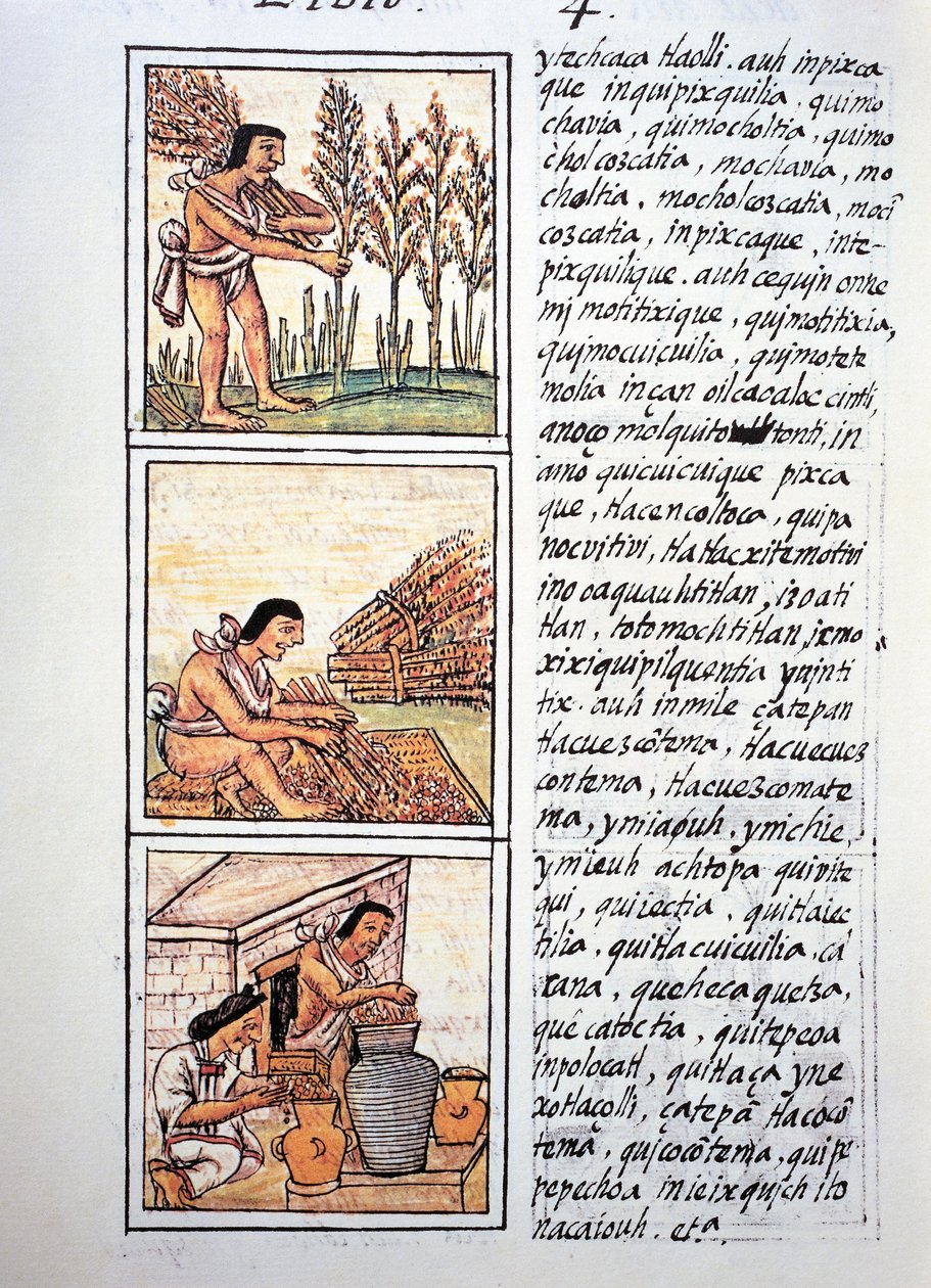 Scenes of peasant life, wheat harvest, ginning on mat and stocking in jars, text in Nahuati, from facsimile of manuscript General History of Things of New Spain, also known as Florentine Codex, by Bernardino de Sahagun by Fra Bernadino da Sahagun