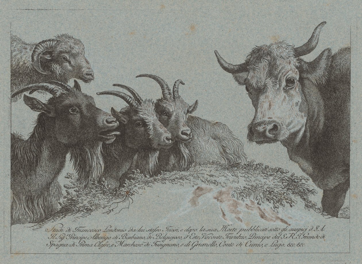 Study of Heads: Three Goats, an Ox, and a Ram by Francesco Londonio