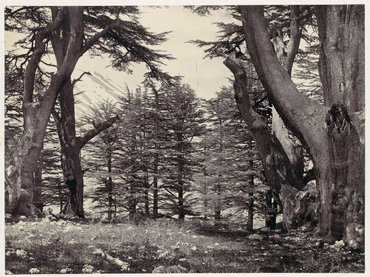 Cedars of Lebanon by Francis Frith