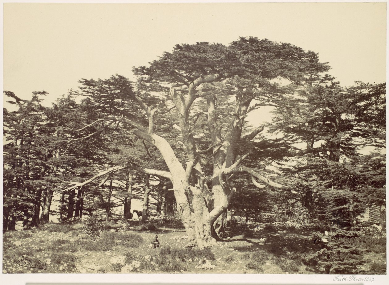 The Largest of the Cedars, Mount Lebanon by Francis Frith