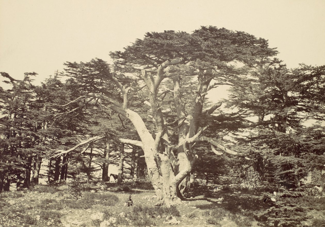 The Largest of the Cedars, Mount Lebanon by Francis Frith