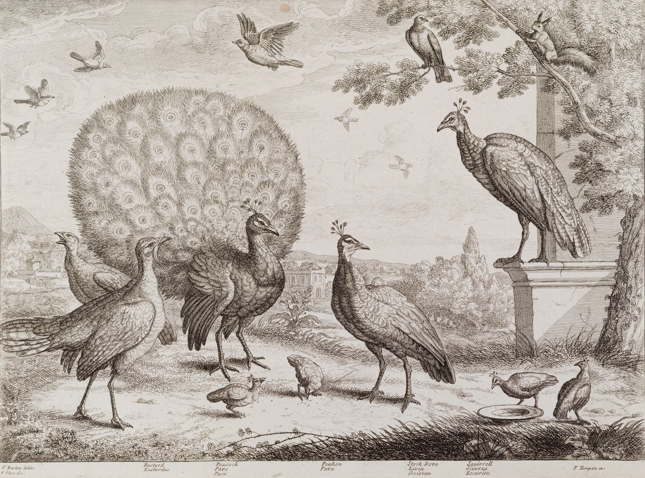 Group of Birds with Peacock by Francis Place