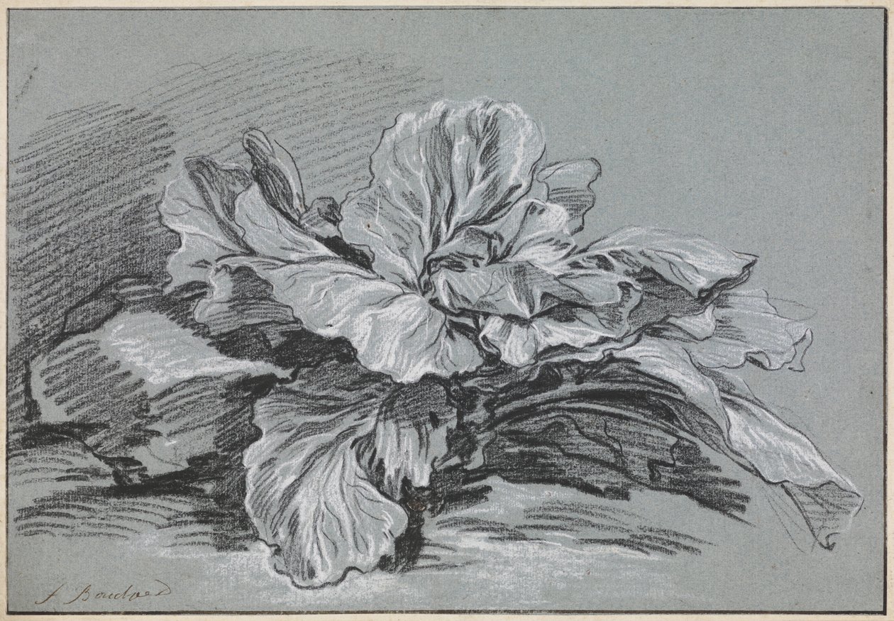 Study of a Cabbage by François Boucher