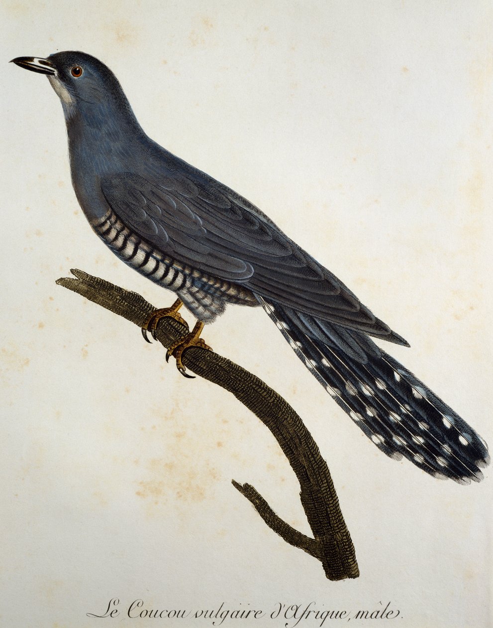 African Cuckoo (Cuculus gularis) by Francois Le Vaillant