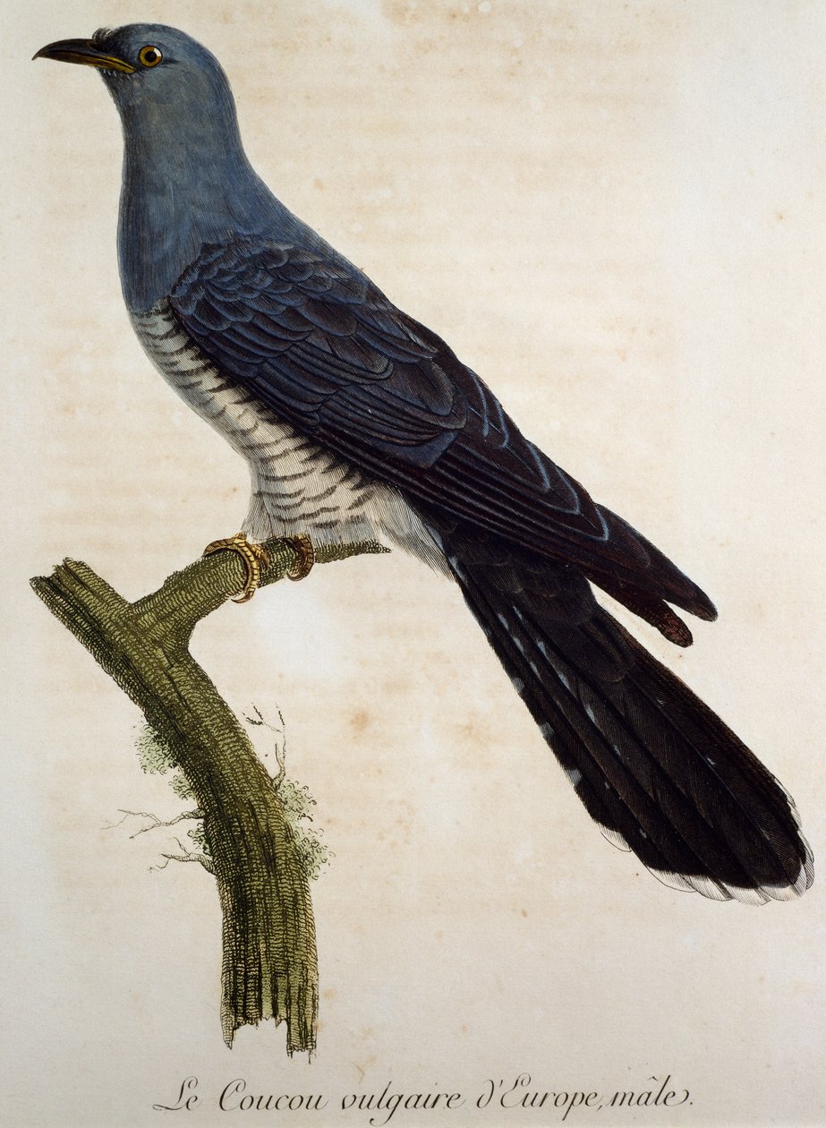 Male Eurasian cuckoo (Cuculus canorus) by Francois Le Vaillant