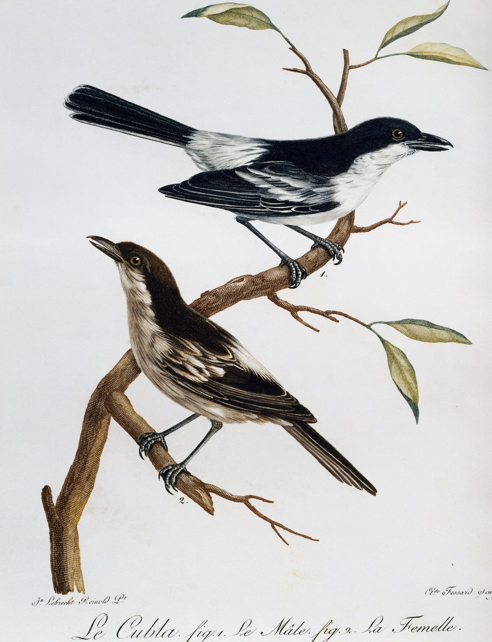 Male and Female of Black-backed Puffback (Dryoscopus cubla) by Francois Le Vaillant