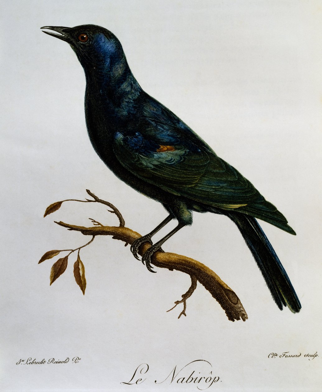 Pale-winged Starling (Onychognathus nabouroup) by Francois Le Vaillant