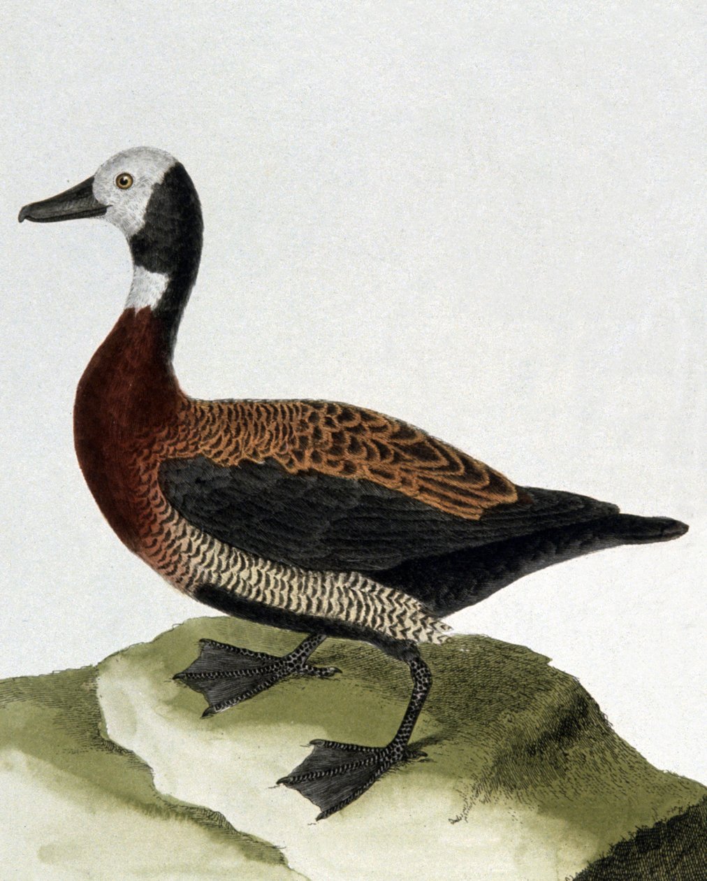 Duck of Maragnan by Francois Nicolas Martinet
