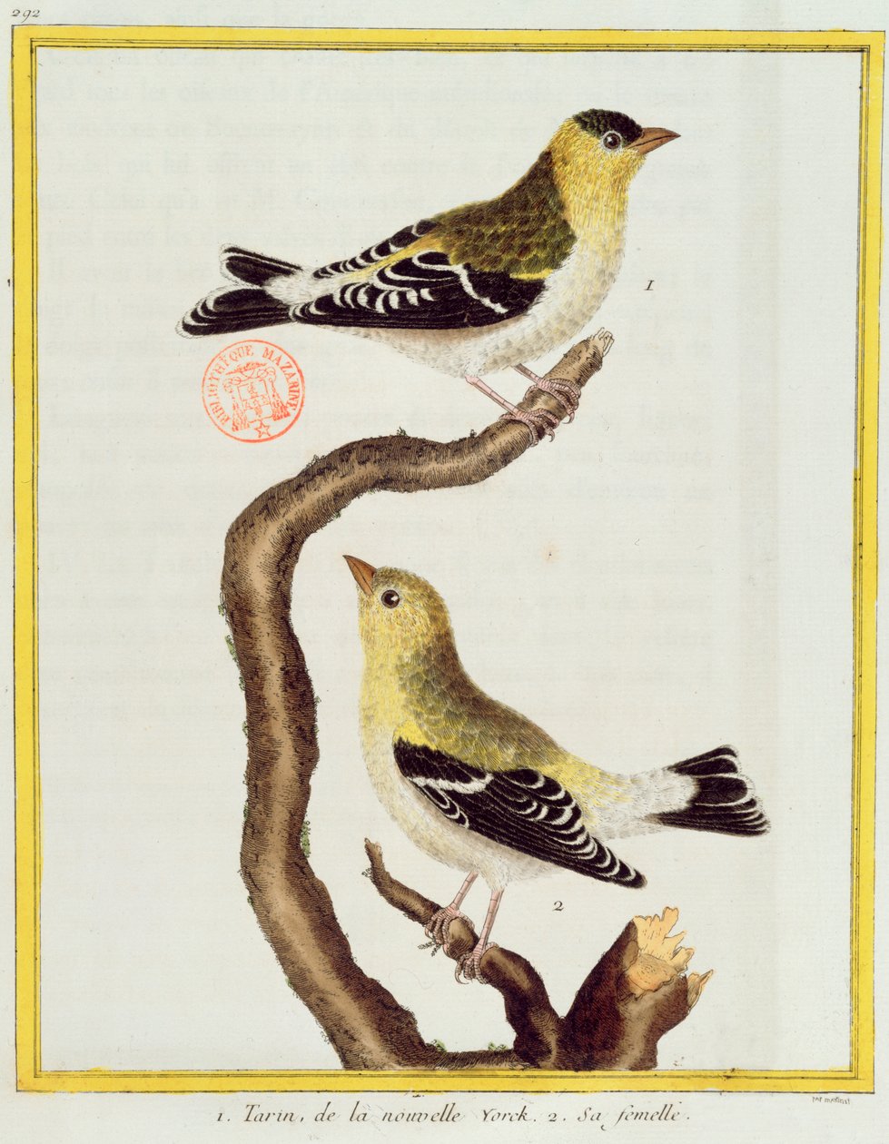 Pair of siskins, from 