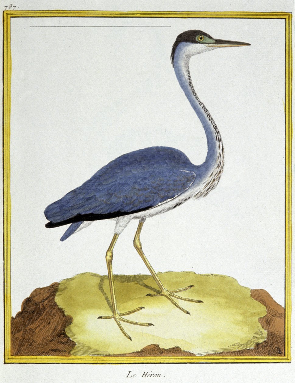Heron. Engraving by Francois Nicolas Martinet in: Histoire naturelle des oiseaux, by Georges Louis Leclerc de Buffon, France, c.1777 by Francois Nicolas Martinet