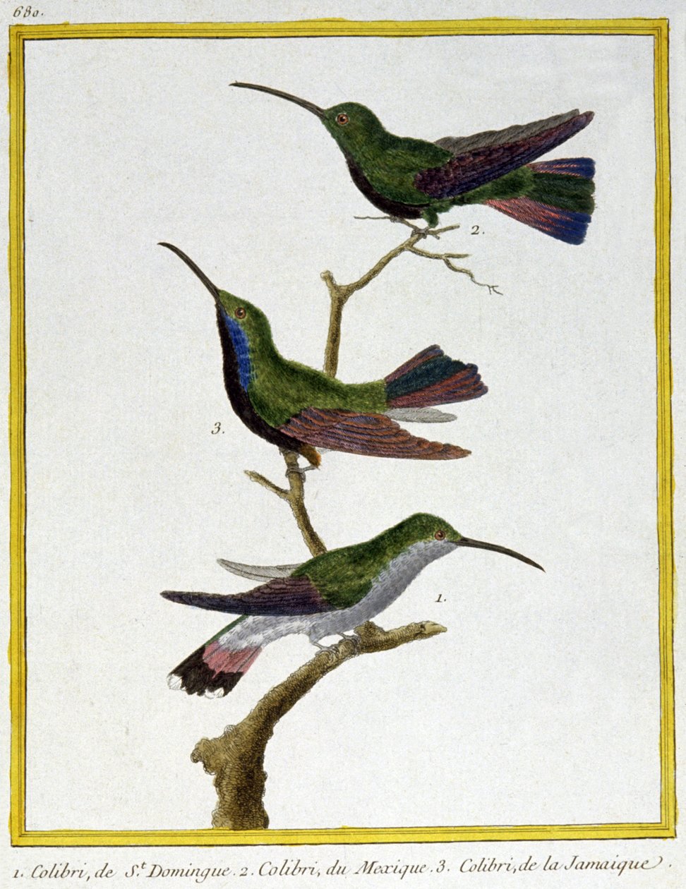 Hummingbird of Santo Domingo, Mexico and Jamaica. Engraving by Francois Nicolas Martinet in: Histoire naturelle des oiseaux, by Georges Louis Leclerc de Buffon, France, c.1777 by Francois Nicolas Martinet