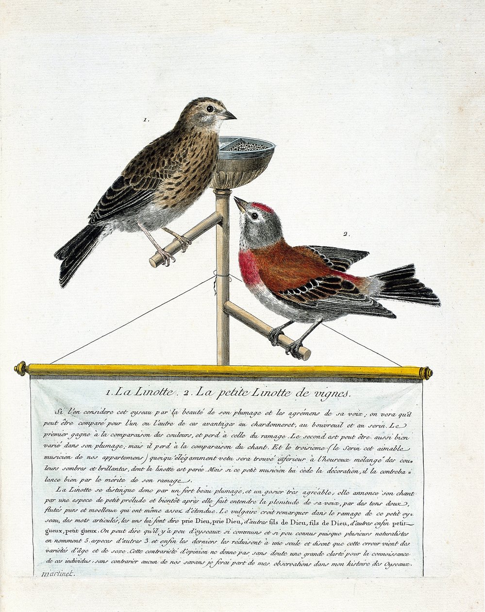 Zoological board (ornithology): from top to bottom: The linotte and the small linotte of the vines on a perch. Illustration in 