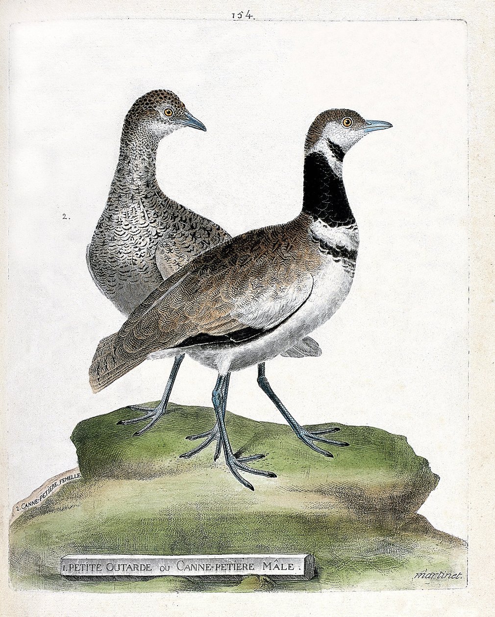 Zoological board (ornithology): front: small bustard or small male cane and back: female small cane (canepetiere bustard or tetrax tetrax). Illustration in 