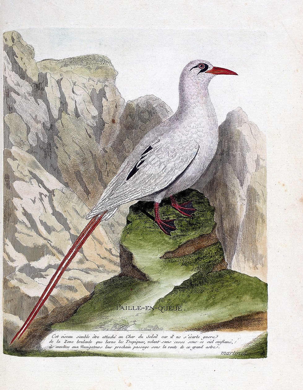 Zoological board (ornithology): tail straw (red-stranded phaeton or rubricauda). Illustration in 