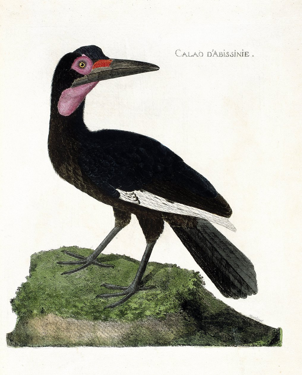 Zoological chart (ornithology): Calao d
