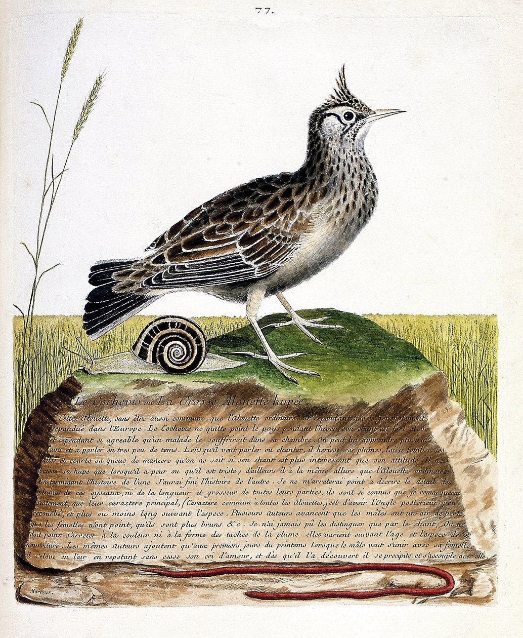 Zoological chart (ornithology): cochevis (cochevis huppe or Galerida cristata). Illustration in 