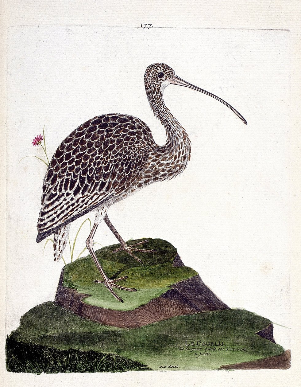 Zoological chart (ornithology): curlew ash or numenius arquata. Illustration in 
