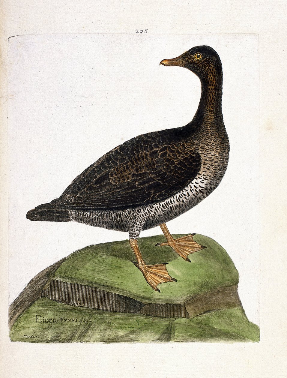 Zoological chart (ornithology): female eider. Illustration in 