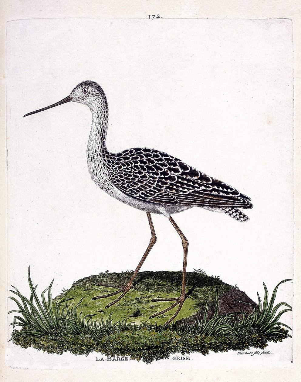 Zoological Chart (Ornithology): Grey Barge (Red Barge or Limosa Lapponica). Illustration in 
