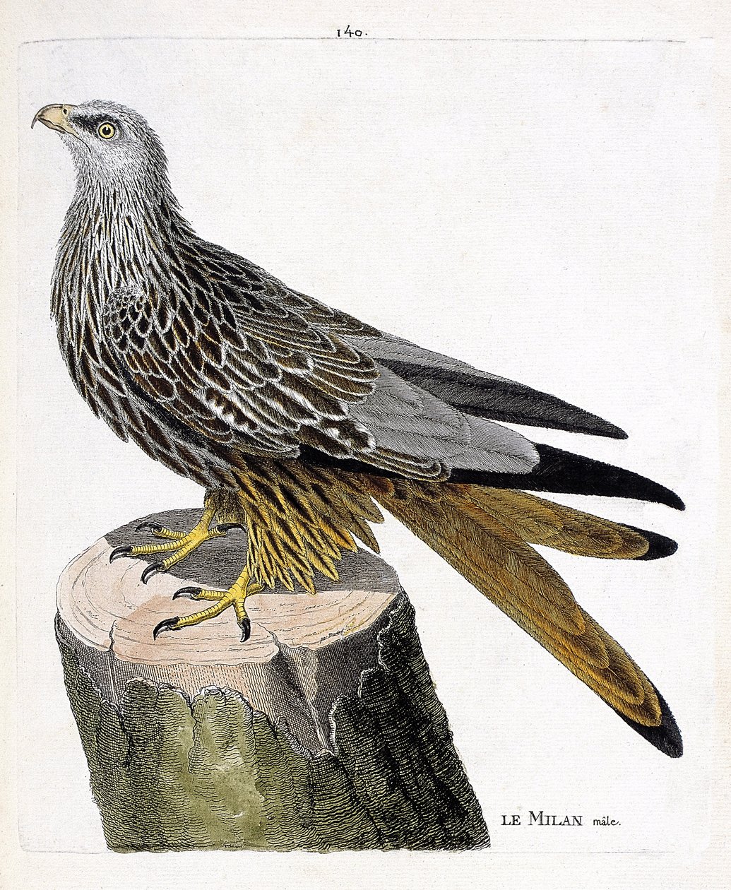 Zoological chart (ornithology): male Milan (royal or milvus milvus). Illustration in “The History of the Birds, Painted in Their Appearing and Sensitive Aspects” by Francois Nicolas Martinet