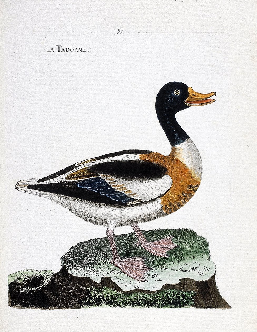 Zoological Chart (Ornithology): Tadorne (Tadorne de Belon or Tadorna Tadorna). Illustration in 