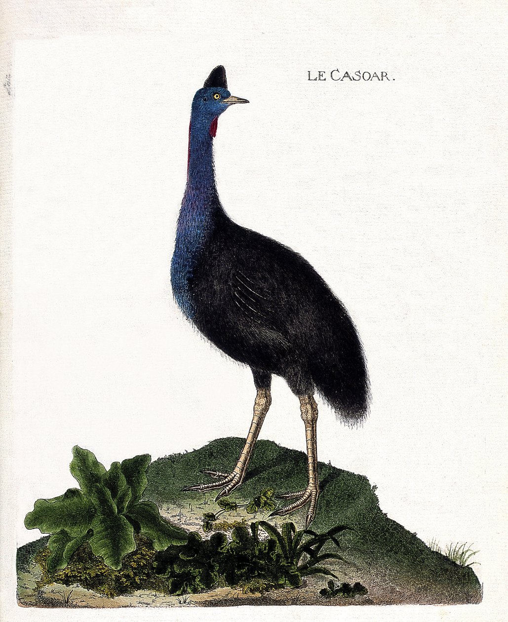 Zoological Chart (Ornithology): The Casoar (Casoar a Helmet or Cassuarius Cassuarius). Illustration in 