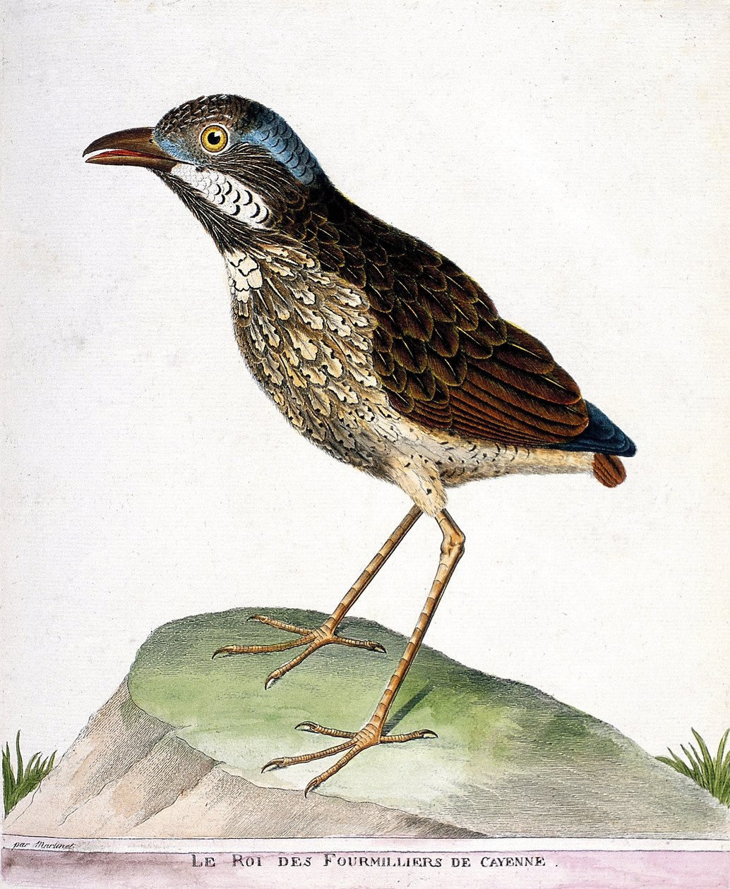 Zoological Chart (Ornithology): The King of the Fourthousand of Cayenne (Grallaire King or Grallaria Varia). Illustration in 
