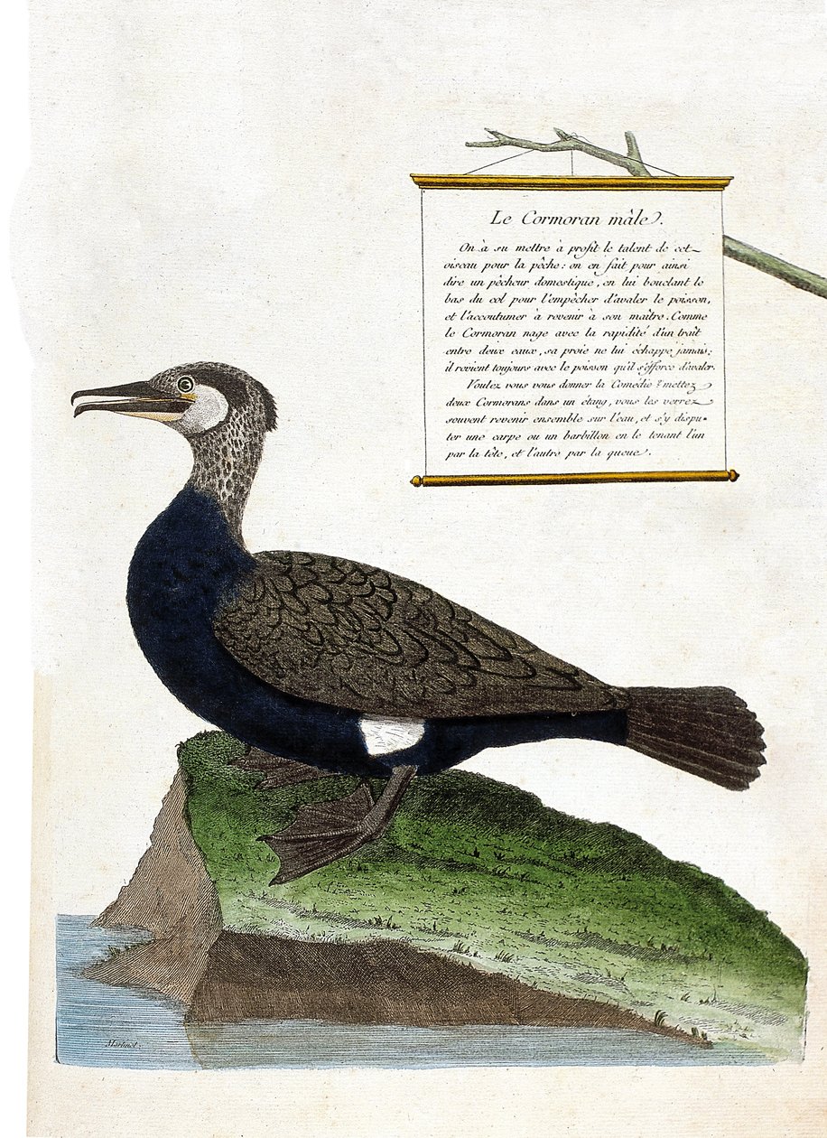 Zoological Chart (Ornithology): The Male Cormorant (Great Cormorant or Phalacrocorax Carbo). Illustration in 