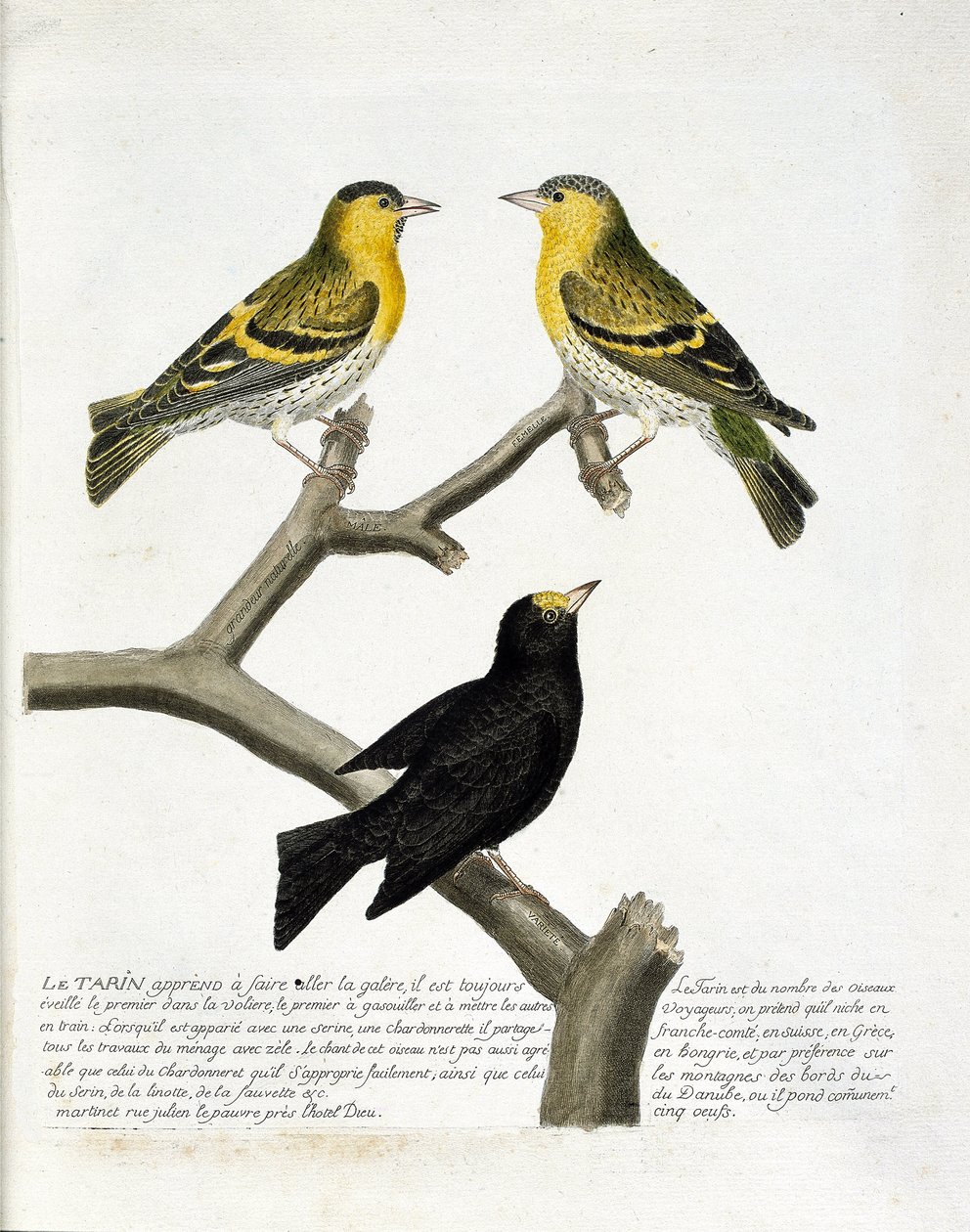 Zoological chart (ornithology): Tarin. Top left: male, right: female ...