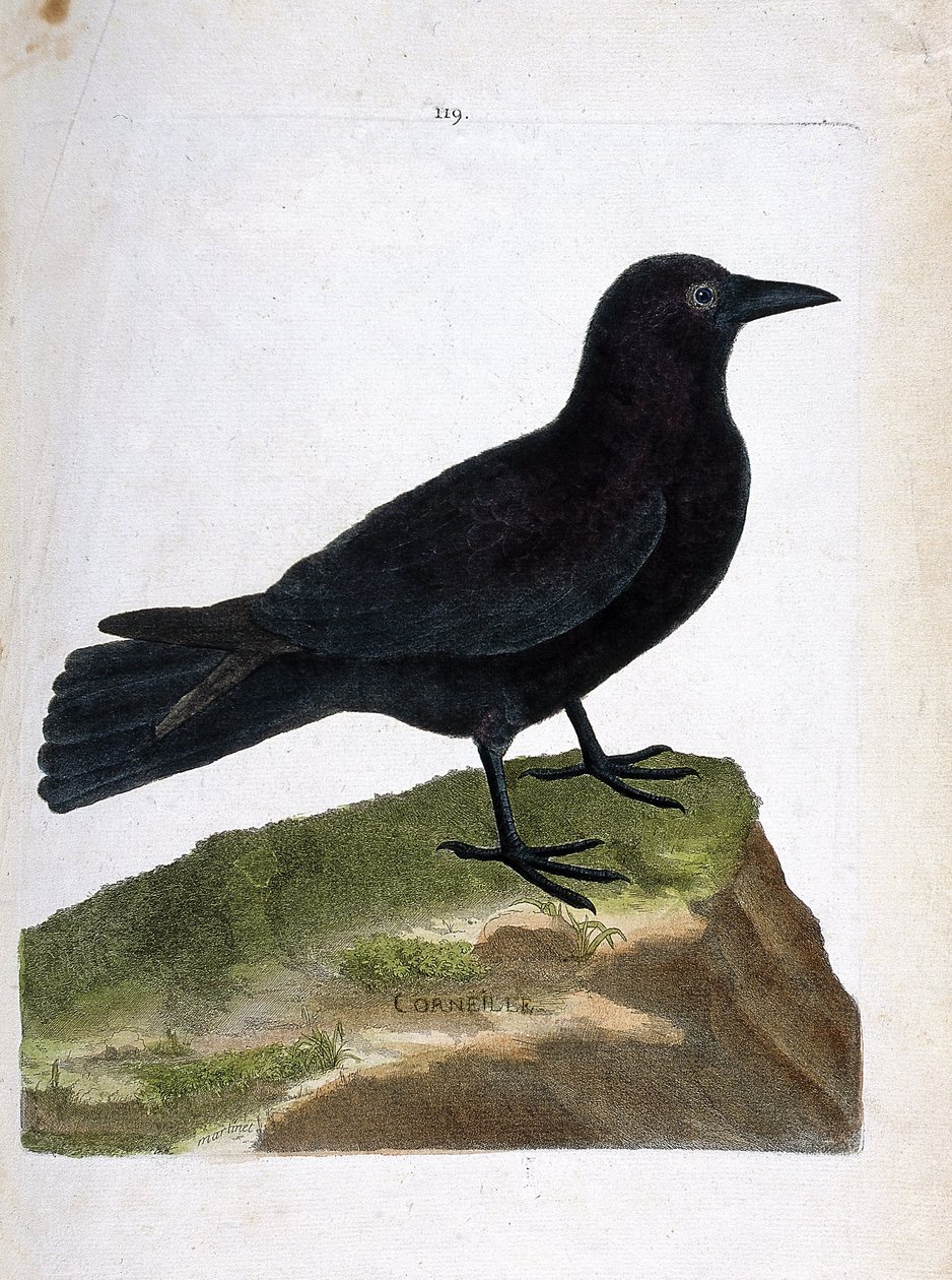 Zoological chart (ornithology): the crow (black crow or corvus