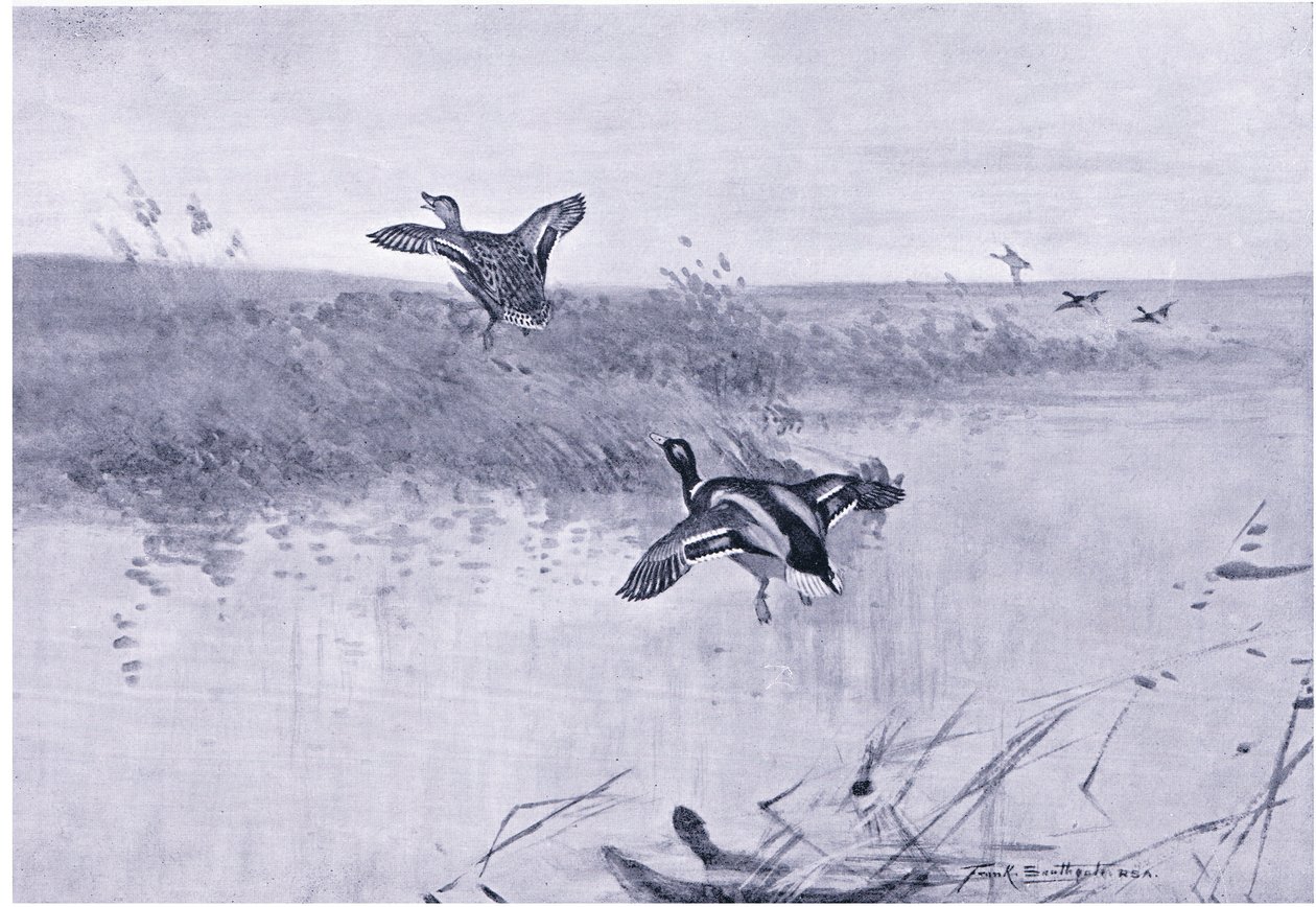 Duck Rising by Frank Southgate