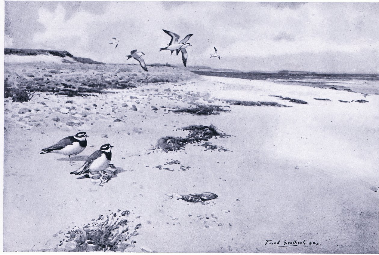 Ring Plover and Young by Frank Southgate