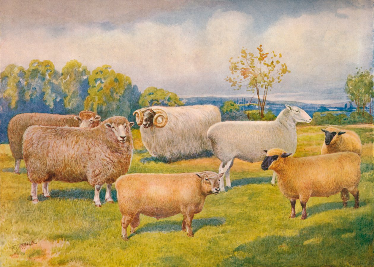 Breeds of sheep, c. 1902-1910 by Frank Babbage