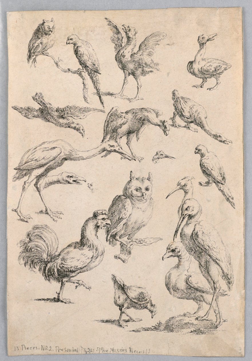 Assortment of Birds, from the 