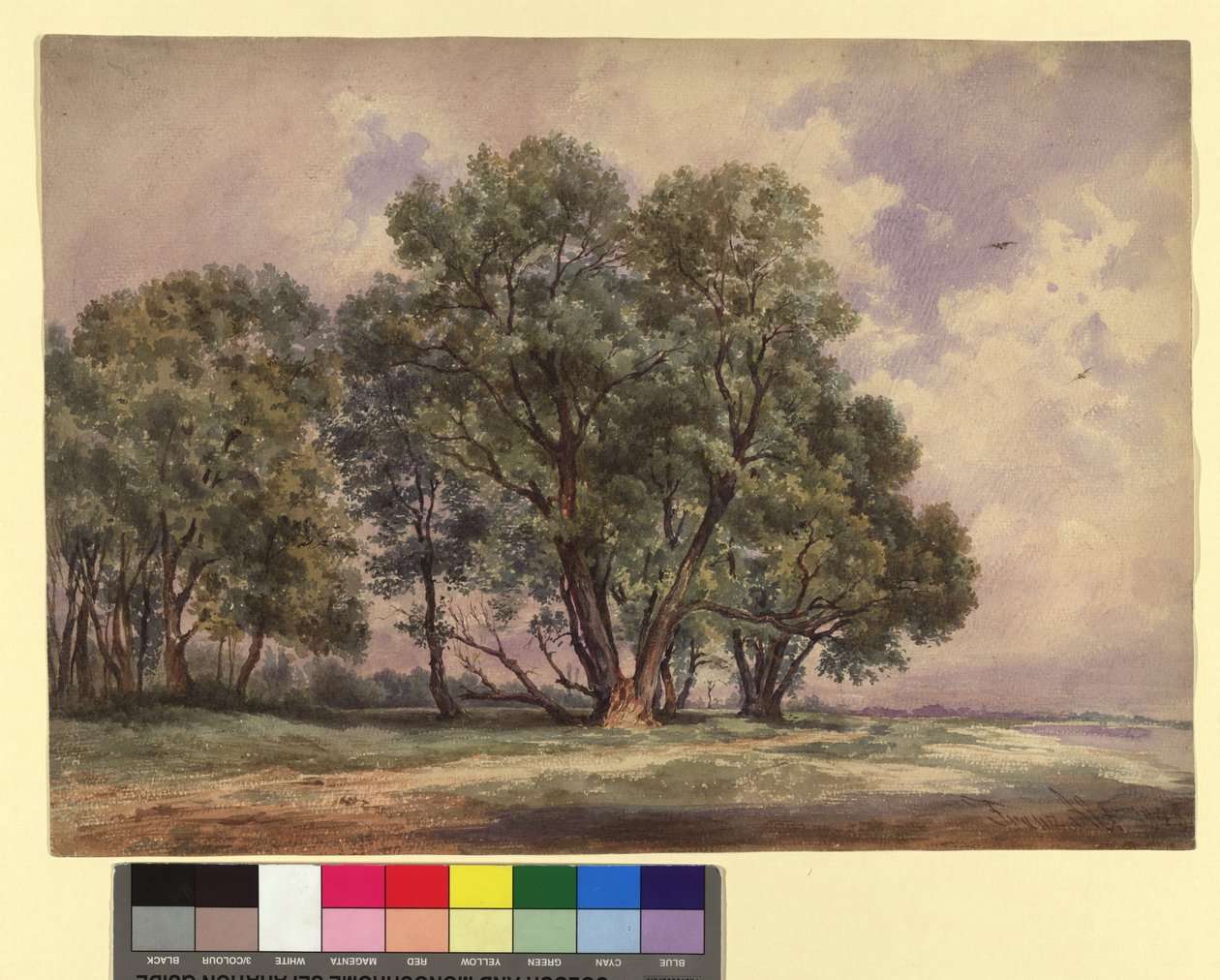 Group of Trees by Franz Alt