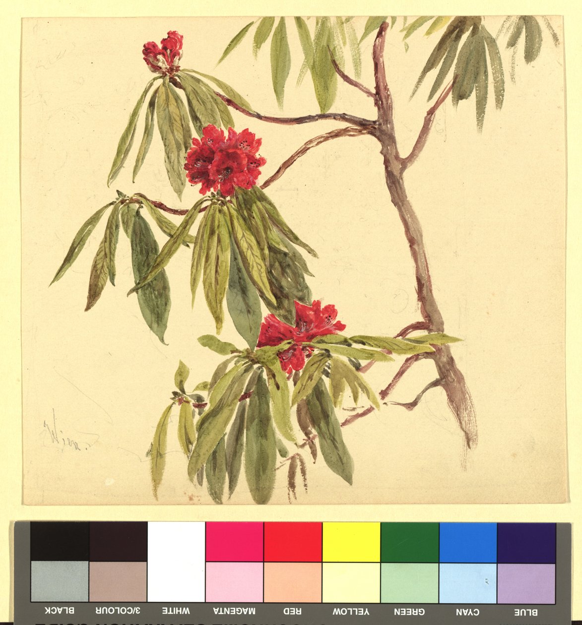 Study of Blossoms (Daphne) by Franz Alt