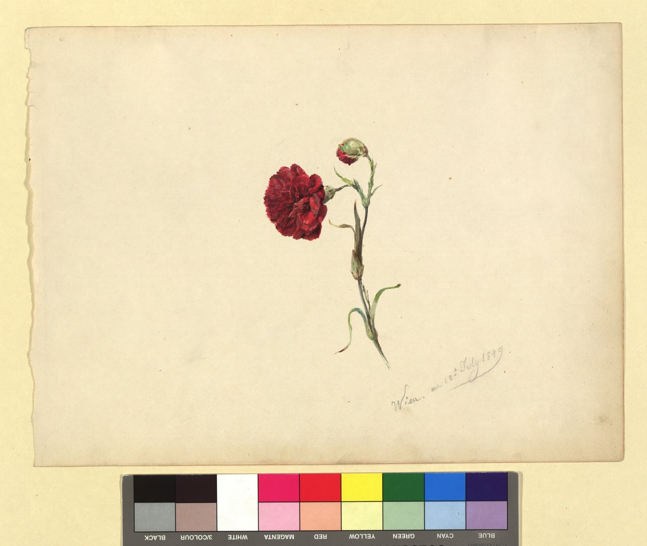 Carnation by Franz Alt