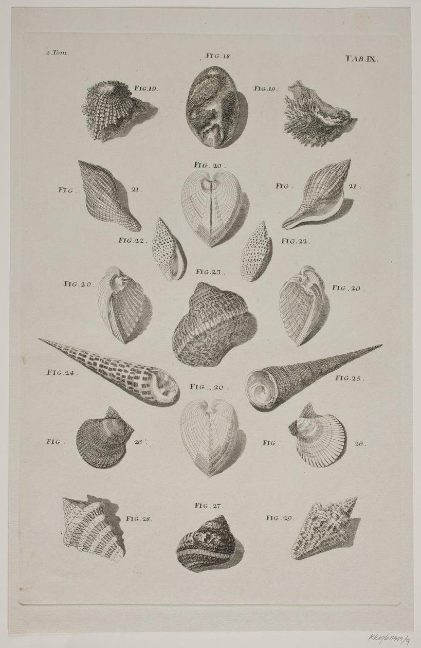 Plate with Shells. Plate 9. by Franz Michael Regenfus