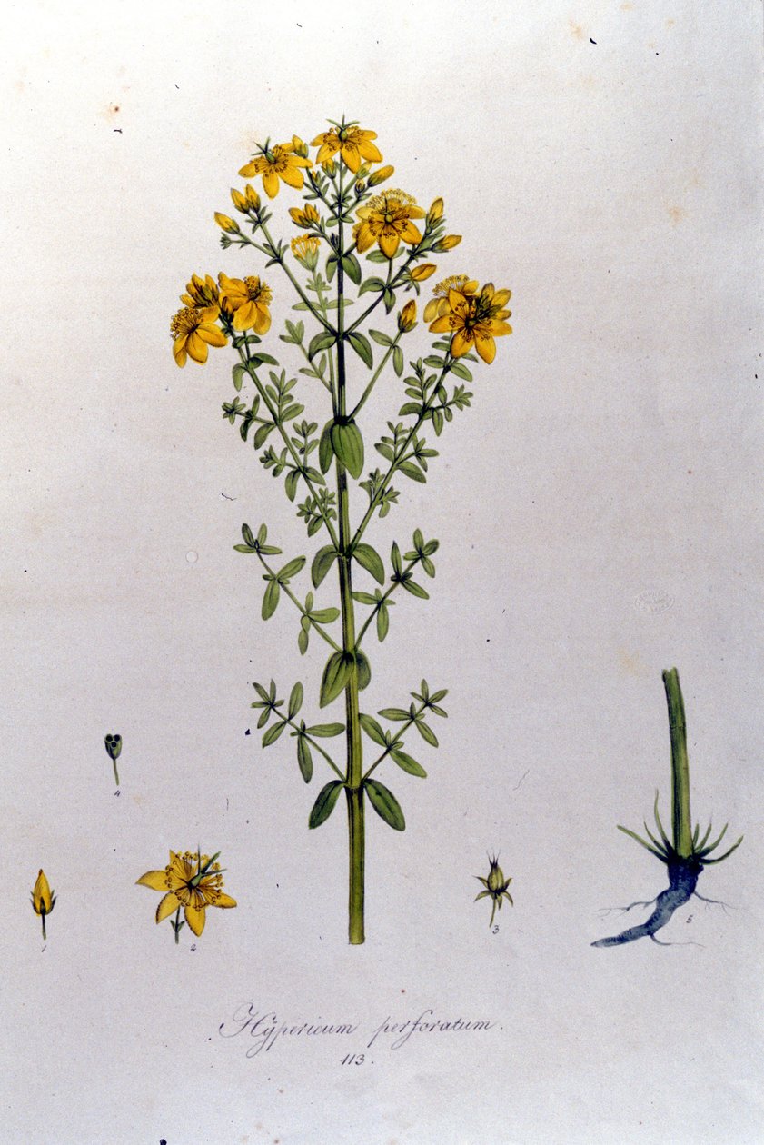 The hypericum or St. John