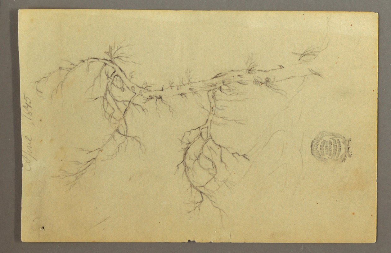 A Leafless Bough of a Tree by Frederic Edwin Church